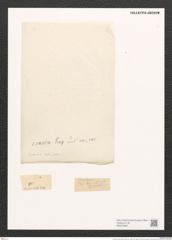 Amphora crassa Greg. (de-Toni-Nr.: Genus 36, Species 1645) Zeichnungen Sammlung Grunow (NHMW-BOT-W0370568)